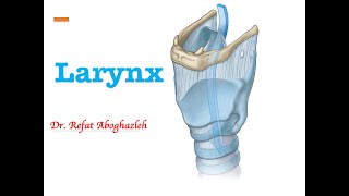 Anatomy of Larynx [upl. by Ariad35]