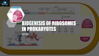 Biogensis Of Ribosomes In Prokaryotes [upl. by Maker290]