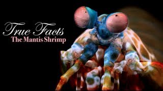 True Facts About The Mantis Shrimp [upl. by Younger57]