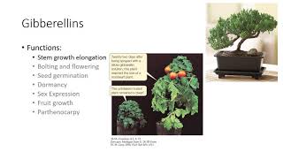 Plant Growth Regulators [upl. by Placida]