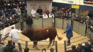 British Limousin Record Breaking Sale HampH Carlisle top ten prices 171015 [upl. by Ymiaj]