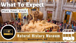 Natural History Museum  Full Tour  Washington DC  Smithsonian 4K [upl. by Ebanreb963]