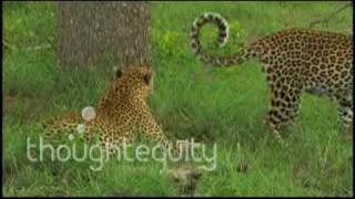 More Mating Leopards [upl. by Enia]