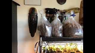 How to Grow Shiitake Mushrooms Indoors [upl. by Loise354]