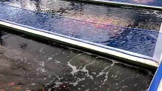 Koi Logic  Spring Harvest Ogata Koi Farm Japan [upl. by Harbour]