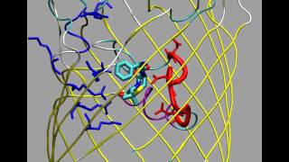 Simulation of ampicillin translocation through E coli OmpF [upl. by Rennane]