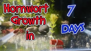 HORNWORT GROWTH IN 7 DAYS [upl. by Mulcahy928]