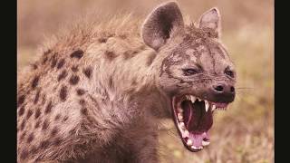 Hyena Sounds  Laughing Hyena laugh [upl. by Yelahc]