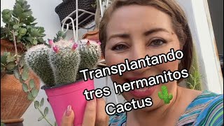 Cómo transplantar mis cactus [upl. by Varrian]