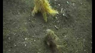 Crazy Hairy Frogfish [upl. by Carly]