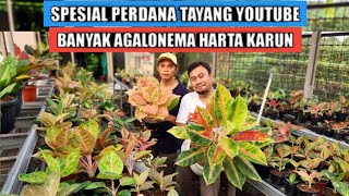 Banyak aglaonema harta karun perdana tayang youtube [upl. by Durnan]