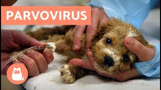 PARVOVIRUS EN PERROS  Síntomas y tratamiento [upl. by Fazeli]