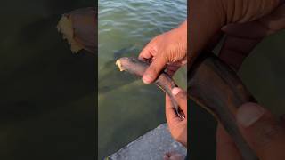 Fish ne Banana 🍌 kha Liya 😟  viral fish fishingvideo [upl. by Raven]