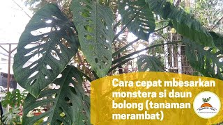 cara membedakan monstera adansonii dengan monstera acuminata  petani 50 [upl. by Animrac]