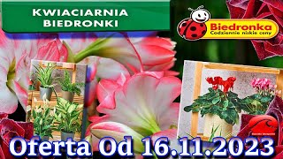 Biedronka  Kwiaciarnia Biedronki Nowa Oferta Od 16112023  Kwiatowe Inspiracje Biedronki [upl. by Etnor26]