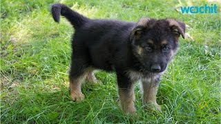 5 Training Tips For German Shepherd Puppies [upl. by Anglim]