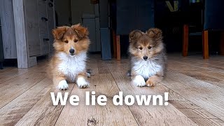 Shetland Sheepdog Puppies Learn How to Lie Down [upl. by Maccarthy372]