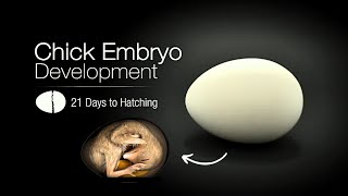 Chick embryo development 1st day to hatching 21 [upl. by Bernt772]