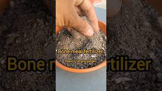 बोन मील fertilizer क्या है। bone meal fertilizer uses and benefits shorts youtubeshorts [upl. by Eppesiug499]