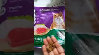 tortoiseshell cat food😻foryou cat lovebd catlover reels subscribeeveryone✅🥰🫶 [upl. by Ahseinek39]