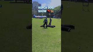 RSPCA DOG show 2024 working K9 Exhibitionpapsydogg [upl. by Nilcaj270]