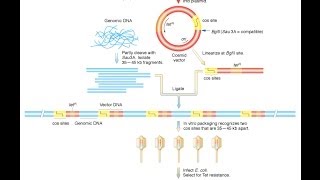 Cosmid vector [upl. by Amery92]
