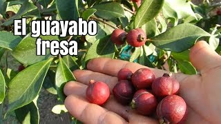 EP4 Guayabo fresa o Arazá rojo Psidium cattleianum ¦ En clima mediterraneo [upl. by Acirema]