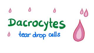 Dacrocytes Teardrop Cells [upl. by Aihsyla238]