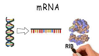 What are RNA mRNA and tRNA [upl. by Dehlia]