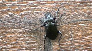 Fiery Hunter Carabidae Callisthenes calidus Climbing Wall [upl. by Ammadis]