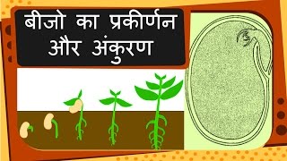 Science  Plant reproduction Seed and Germination  Hindi [upl. by Lotus]