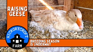 Raising Geese  American Buff Geese  Tips For Breeding Season [upl. by Airdnalahs]