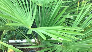 Trachycarpus Fortunei update [upl. by Yelhsa]