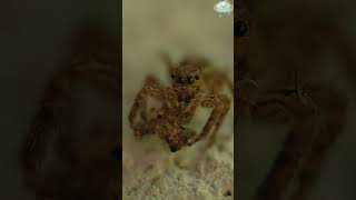 Female spiders eat male spider nature shorts srilanka spider anime mdesse insects [upl. by Antonia520]