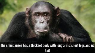 20 Interesting Facts About Chimpanzees [upl. by Nickles]