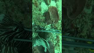 Doing a Lionfish shish kebab with these invasive species [upl. by Anilrahc]