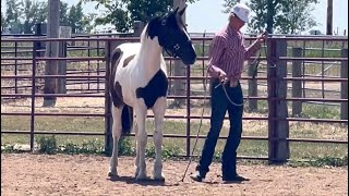 15 Month Old Gypsy x Hanoverian Colt Available [upl. by Rabush644]