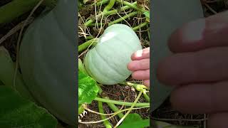 Courge bleue de Hongrie cuisine garden courge soupe jardin food fruit [upl. by Sprague]