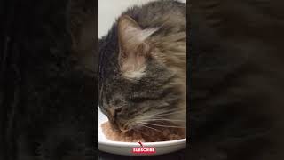 cat eating asmr 😋 [upl. by Knute]