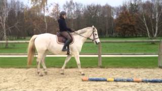 Galop 1  A cheval effectuer des transitions simples [upl. by Niroc498]