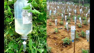 Plastic Bottle Drip Water Irrigation System Very Simple Easy ll DIY home drip irrigation system [upl. by Leraj]