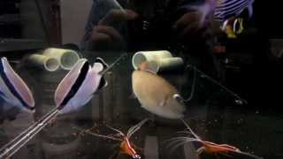 Reefwise Greenei Triggerfish Eating Pellets Xanthichthys greenei [upl. by Nnahtur102]