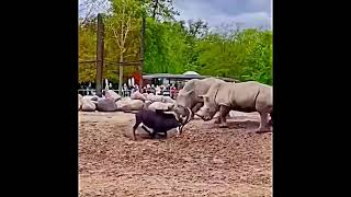 Goat is fighting with two huge rhinos shorts goat goats rhinos rhino fighting fight 163 [upl. by Atinat]