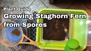 Growing Staghorn from Spore  Ep06 [upl. by Richel498]