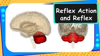 Biology  Nervous System – Reflex action  Control and coordination  Part 2 – English [upl. by Ical240]