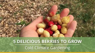 5 Delicious Berries That Grow in Cold Climates [upl. by Latsyrhc]