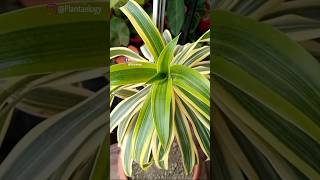 Dracaena Care Tips to Grow Healthy Plants [upl. by Mitran22]