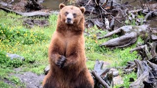 Bears of Alaska at Fortress of the Bear Sitka Highlight 4K [upl. by Maxma]