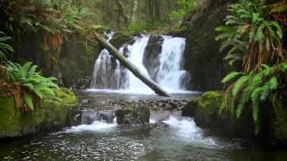 The Forest Waterfall HD  The Calming Sound of Water [upl. by Olmsted673]