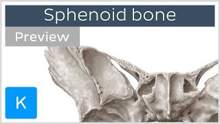 Sphenoid bone Isolated views Landmarks Functions preview  Human Anatomy  Kenhub [upl. by Arihsay]